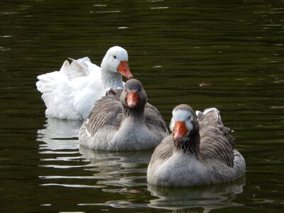 Paige waterfowl white bird