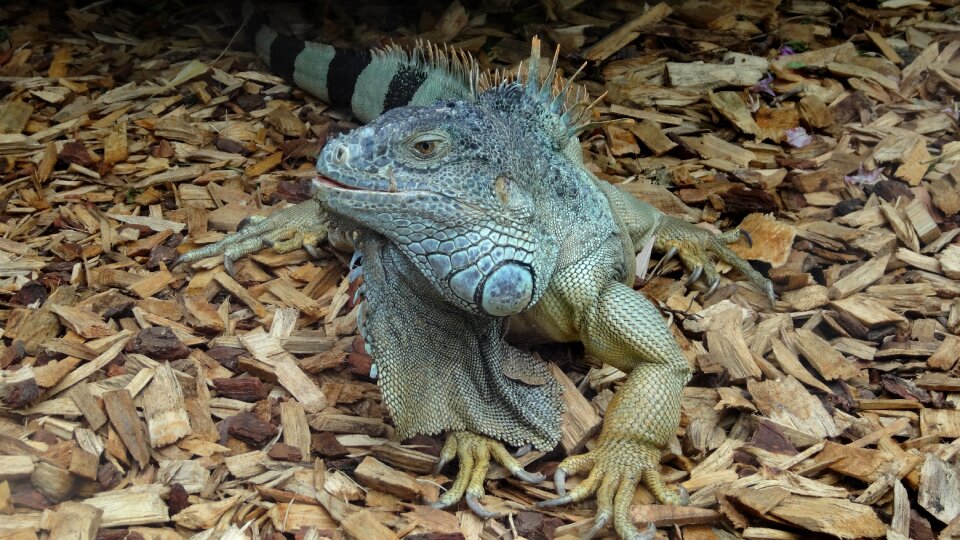 Animal animal world reptile