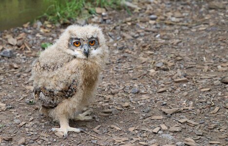 Owl animal nature