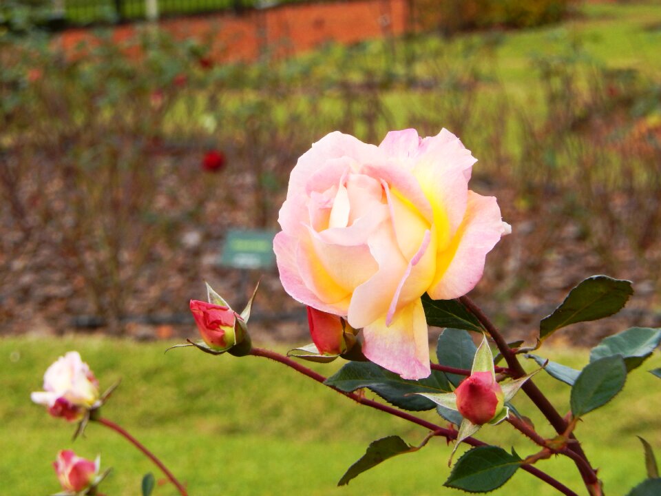 Garden beauty flowers roses photo