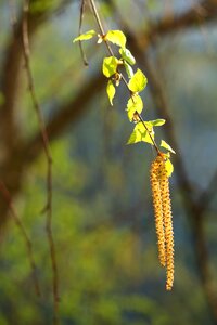 Tree forest living nature photo