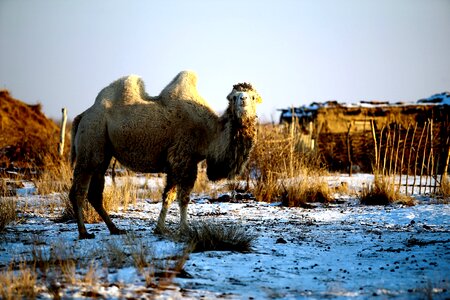 No one animals camel
