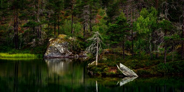 Boat tree reflection