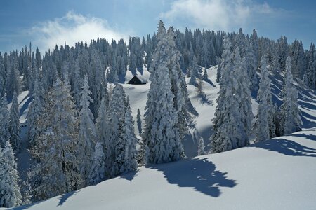Wood cold snowy