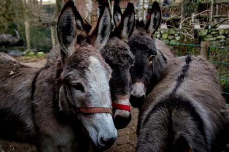Animal rural ears