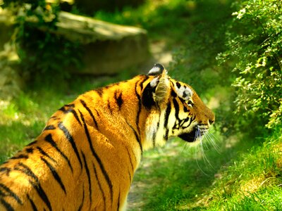 Living nature mammals tiger photo