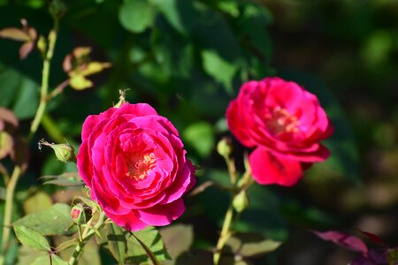 Floral blossom summer