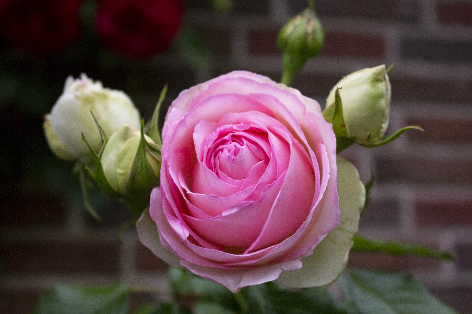 Beauty garden garden rose
