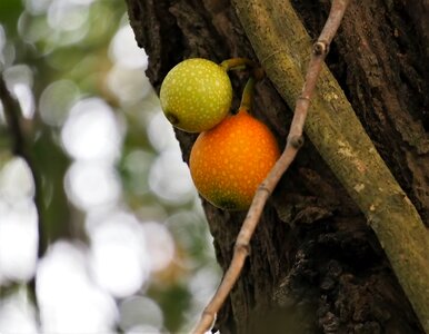 Branch food outdoors photo