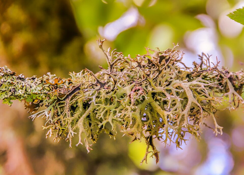 Forest plant black forest