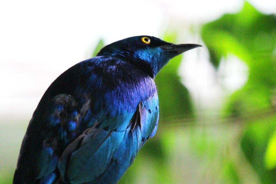 Wild birds small animals beautiful