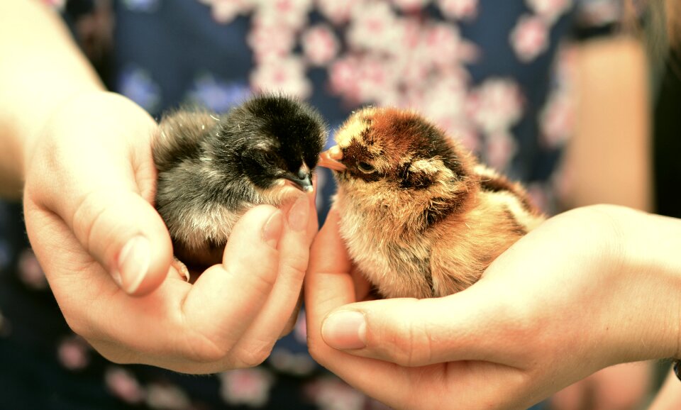 Fluffy young animal small