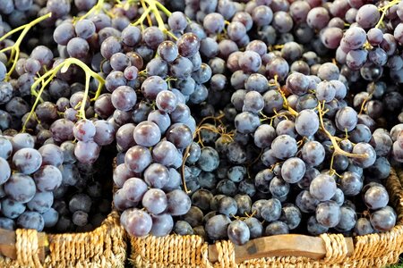 Winegrowing gasthof to grape photo