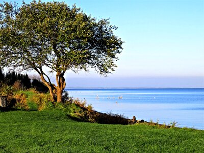 Landscape tree quiet lake photo