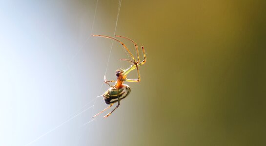 Insect nature armenia