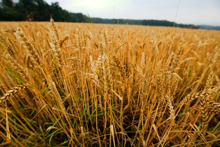 Agriculture farm field