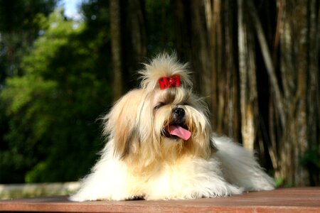 Dog cute breed photo