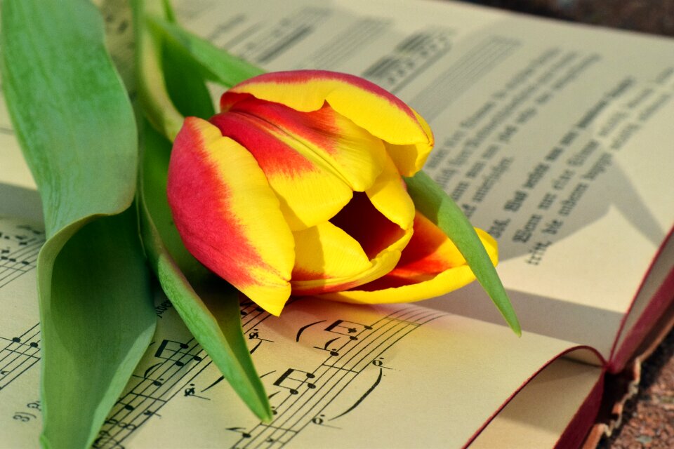 Blossom bloom tulpenbluete