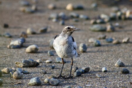 Young bird wild birds wild animal