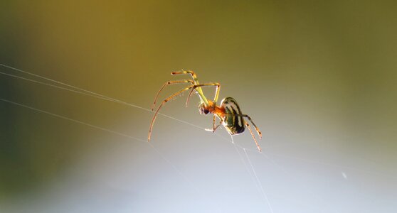 Animalia invertebrate armenia