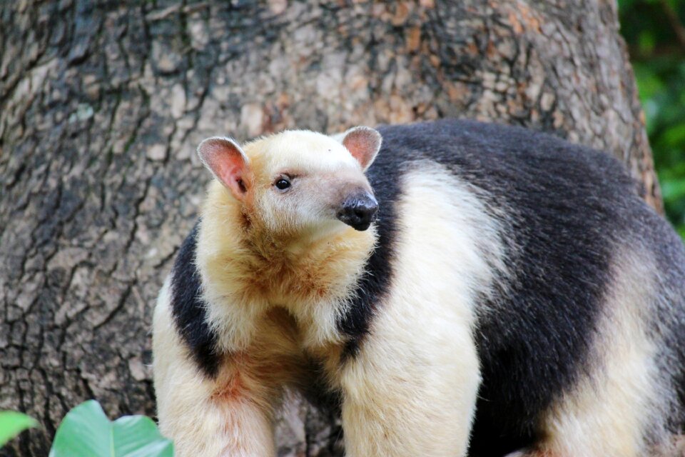 Back forest animals small animals