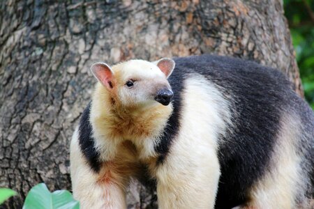 Back forest animals small animals