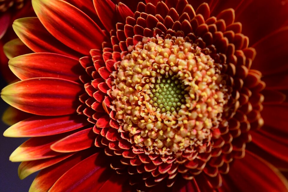 Petal flowers color