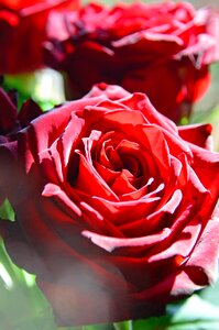 Floral plant romantic