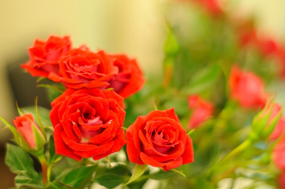 Floral flora blooming