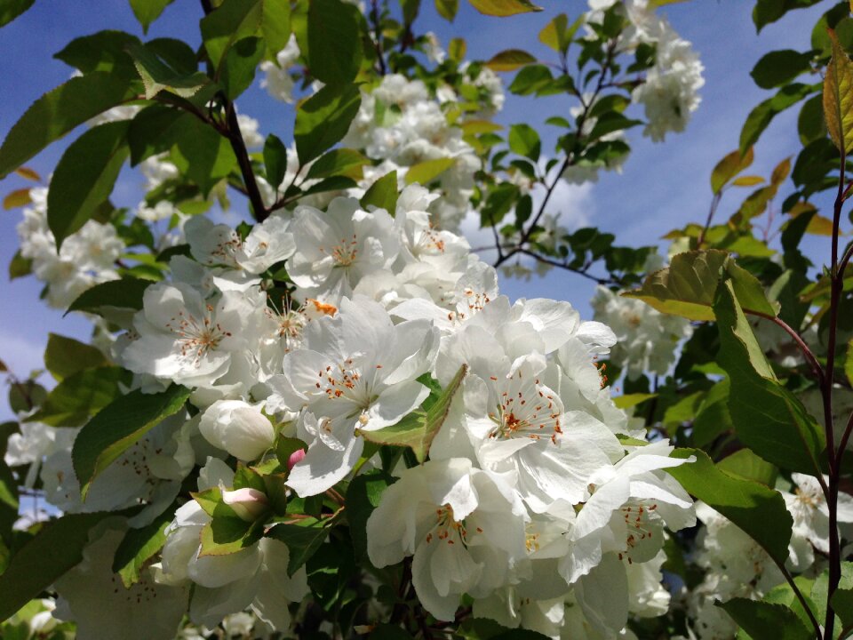 Tree white flowers flowering