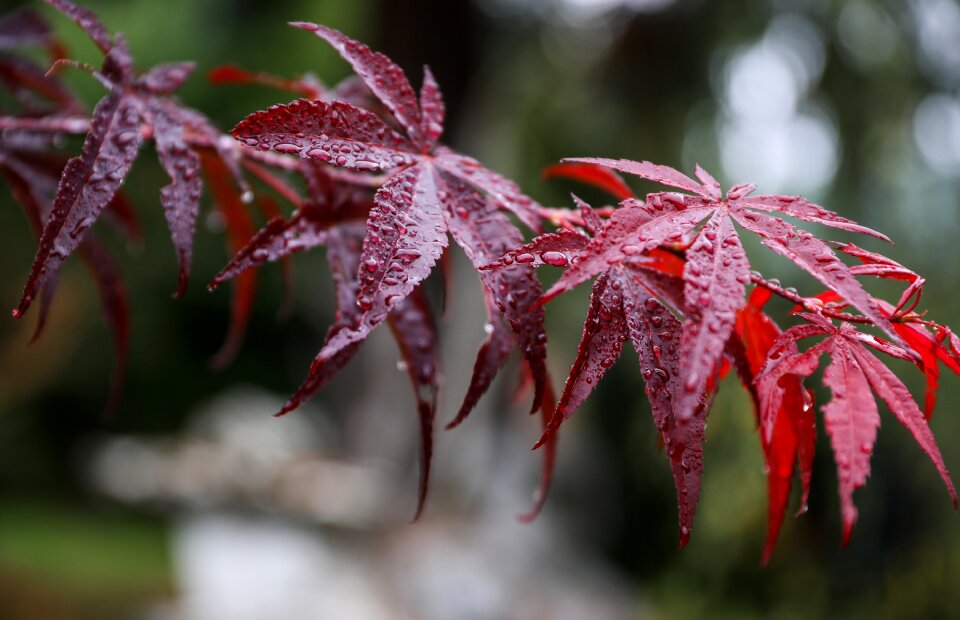 Acer palmatum japan garden autumn leaf