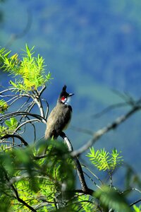 Red whiskered bulbul photo
