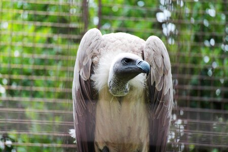 Bird zoo condor