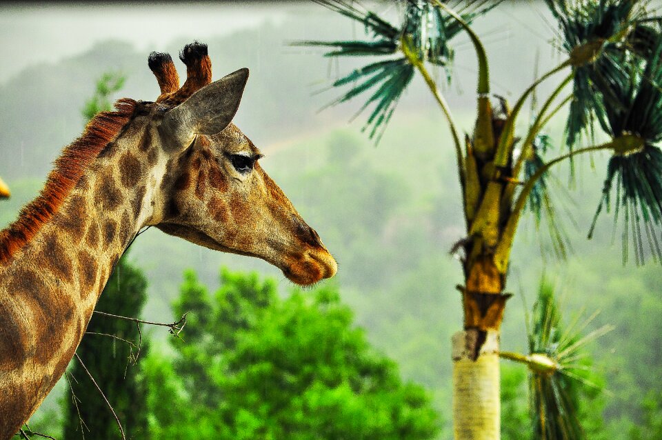 Head zerafa yalta zoo