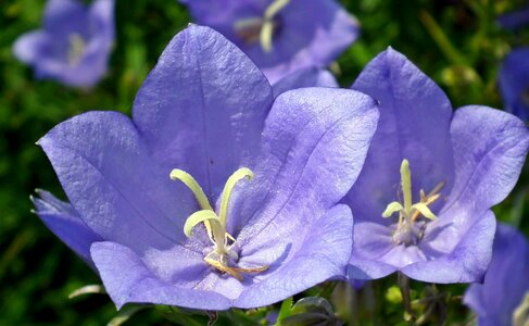 Blue nature summer photo