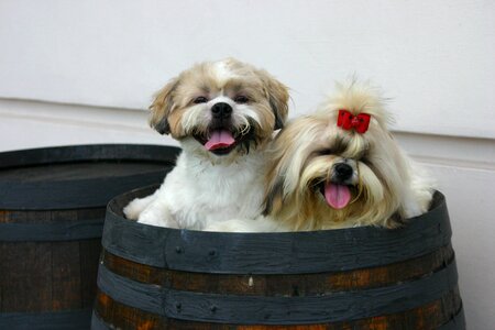 Dog cute breed