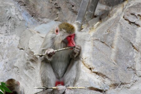Zoo monkey family monkey baby
