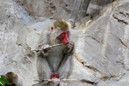 Zoo monkey family monkey baby photo