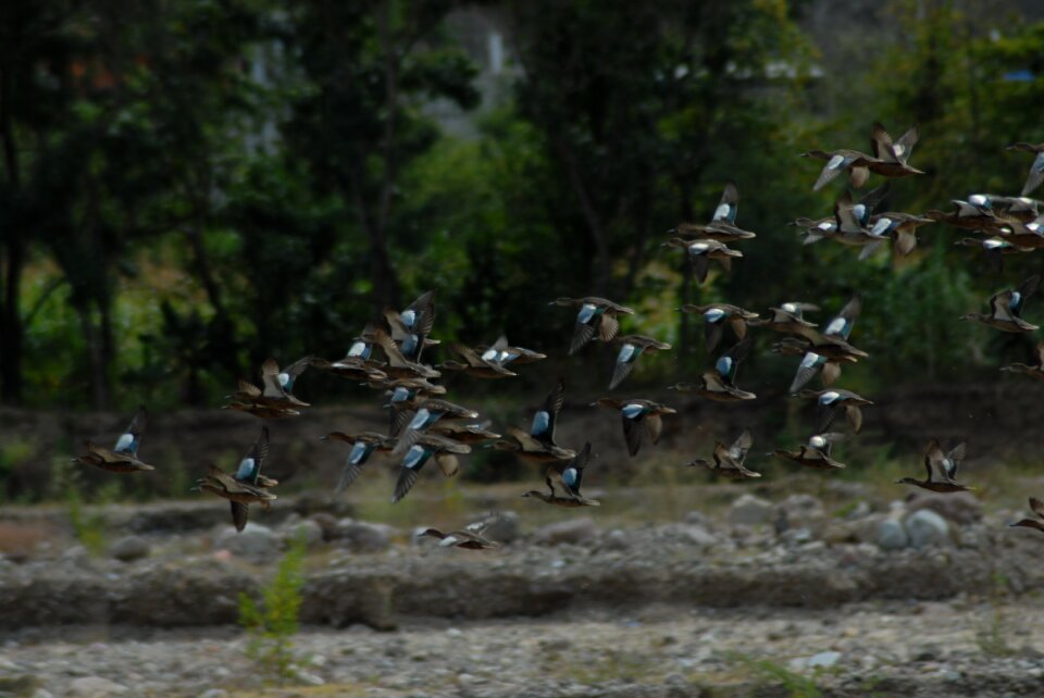 Wild ducks ave waterfowl