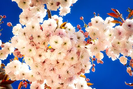 Season cherry wood cherry blossom