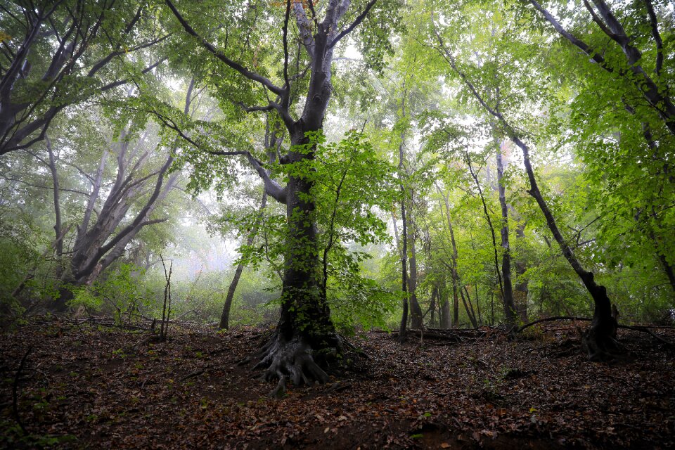 Beech nature landscape