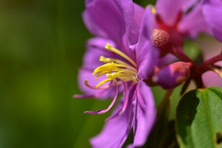 Meadow flora pistil