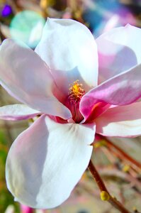 Magnolia garden tulip tree photo