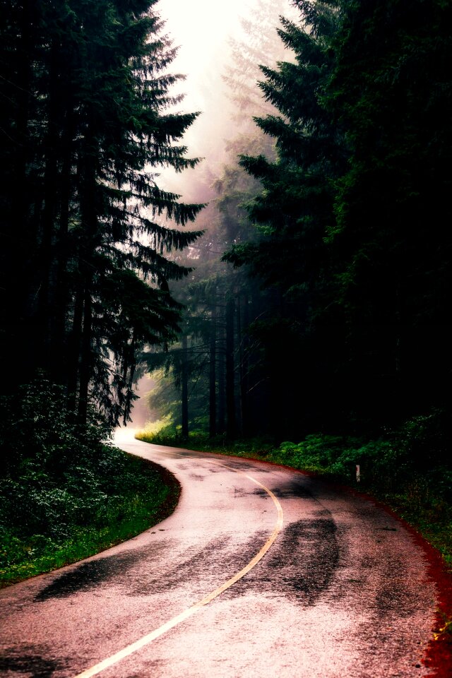 Fog landscape road
