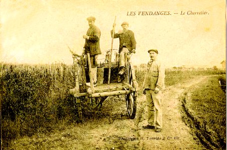 Saint-Pourçain vendanges transport des bacholles