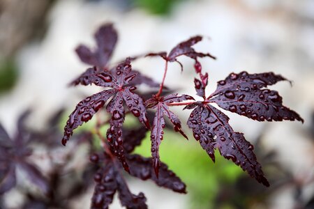 Acer palmatum japan garden autumn leaf photo