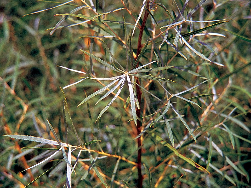 Salix interior NRCS-4