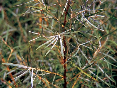 Salix interior NRCS-4