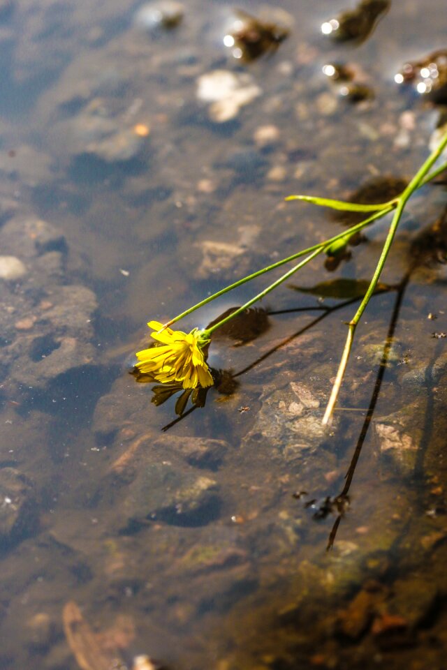 Nature yellow puddle