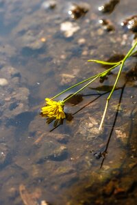 Nature yellow puddle